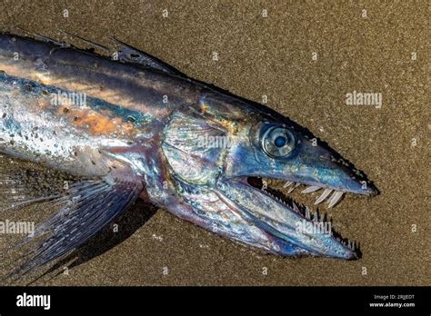 呼市哪裏可以釣魚？有沒有哪個地方的水質好，適合釣魚呢？